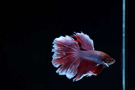 Half Moon Betta fish isolated on black background. White body and red mix white tailの写真素材