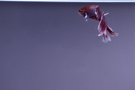 Half Moon Betta fish isolated on black background. White body and red mix white tail