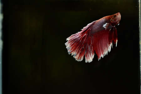 Half Moon Betta fish isolated on black background. White body and red mix white tailの写真素材