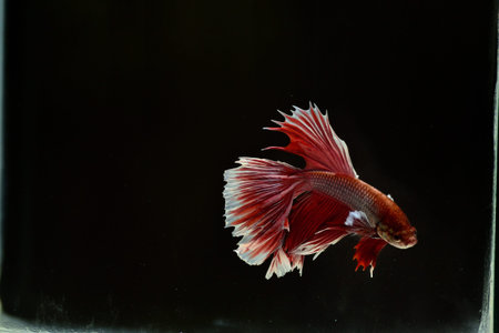 Half Moon Betta fish isolated on black background. White body and red mix white tail