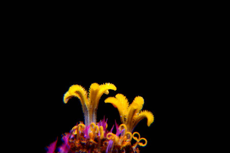 Close up photo of Red Zinnia flower in blossom