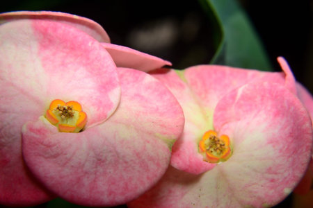 Close up of pink euphorbia flower