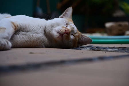 Cute domestic cats the color are orange and white