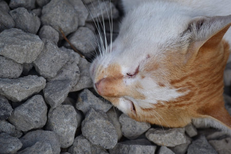 Cute domestic cats the color are orange and white