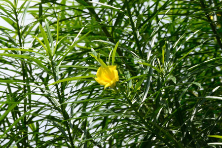 beautiful yellow flower with elongated green leaves