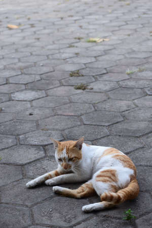 Cute domestic cats the color are orange and whiteの写真素材