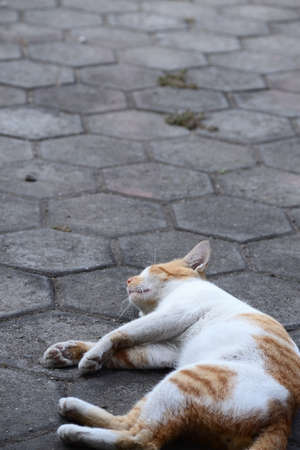Cute domestic cats the color are orange and whiteの写真素材