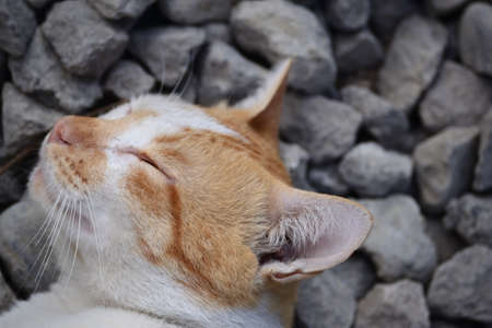 Cute domestic cats the color are orange and whiteの写真素材