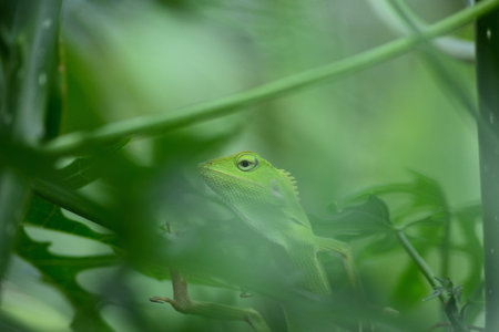 Bunglon Surai (Bronchocela jubata) is a species of tree lizard