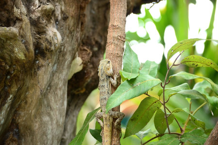 The mane chameleon (Bronchocela jubata) is a species of tree lizard
