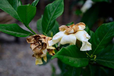 White flower on the tree in the garden.の写真素材