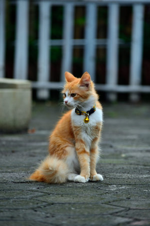 Orange cat with long fur. This cat is the result of a cross between a domestic cat and an angora cat
