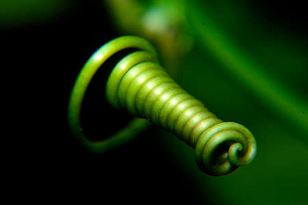 A macro shot of a green spiral in the garden. Shallow depth of field.の写真素材