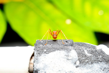 Red ant on the roof of a house.の写真素材