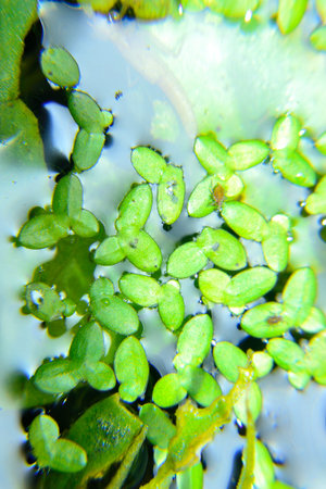 small green leaves in water close up macro photo, abstract nature background