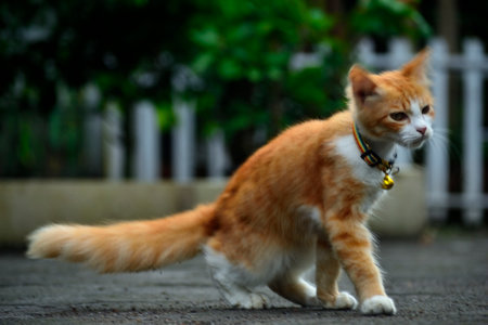 Orange cat with long fur. This cat is the result of a cross between a domestic cat and an angora catの写真素材