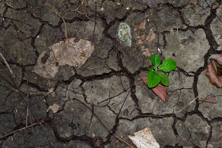 A small plant growing on a cracked earth. The concept of climate change.の写真素材