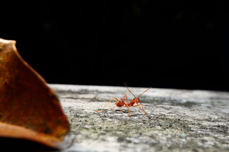 Weaver ant is a type of ant that makes a nest with leaves that are formed into a nest