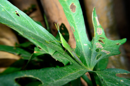 A closeup shot of a grasshopper on a green leaf