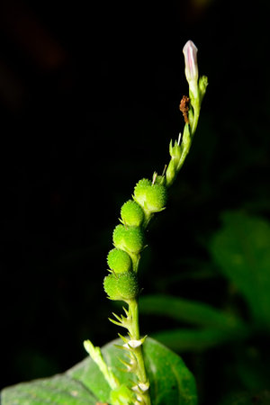A macro shot of a small green plant with a black background.
