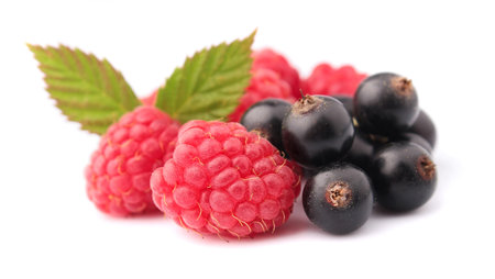 red raspberry and black currant on a white background