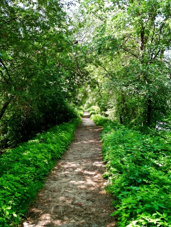 Walking path that passes through the thickets of greenery の写真素材
