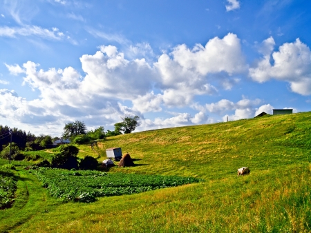 Rural landscape in the summer in good weather の写真素材