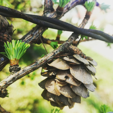 Nature in close up photo