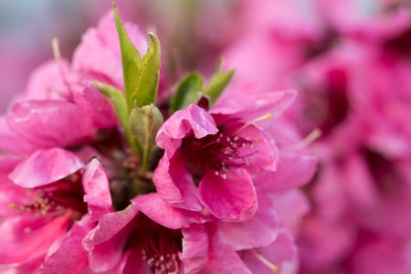 Close up of blooming peaches pink flowers.の写真素材