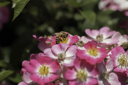Honey bee collects flower nectarの写真素材