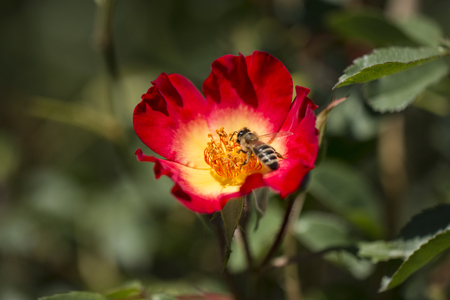 Honey bee collects flower nectarの写真素材