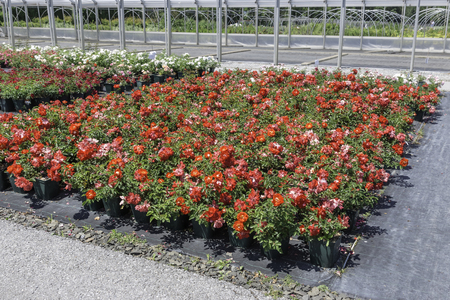 Different flowers in a nursery - outdoorsの写真素材