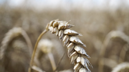 Close up of stems of golden wheat, grain spike .
