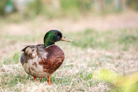 Male Mallard Duck on the green grass.の写真素材