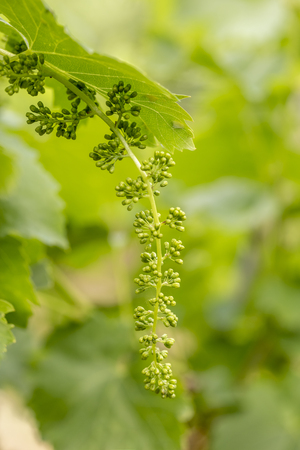 Close up of young branches of grapes in vineyard with selective focus.の写真素材