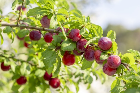 Red mirabelle cherry plums - Prunus domestica syriaca lit by sun, growing on wild tree.の写真素材