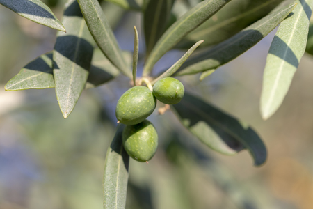 Close up shot of an olive tree with fresh olives and green leafs.の写真素材