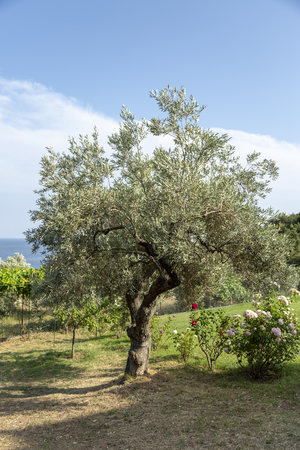 An olive tree grows in a courtyard in Skopelos Island, Greece.の写真素材