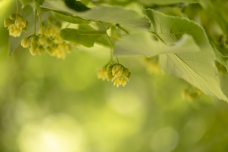 Beautiful linden branches with flowering buds close-up.の写真素材