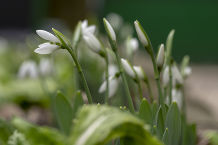 Snowdrop flowers - Galanthus nivalis close up with selective focus.の写真素材