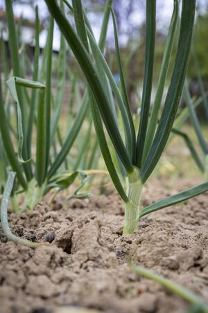 Spring green onions planted in the ground grown in Bulgaria.の写真素材