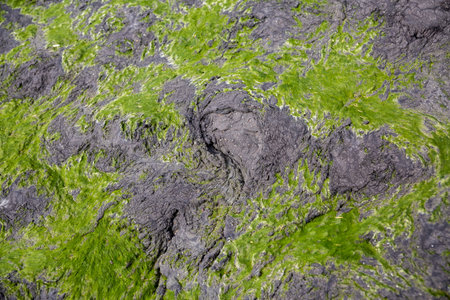 Close-up of Seaweed growing on rocky shore and visible at low tide in Leigh-on-Sea, UK. Selective...