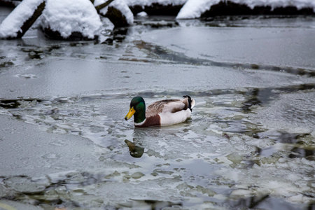 Male mallard duck playing, floating and squawking on winter ice frozen city park pond leaving traces in the ice.の写真素材