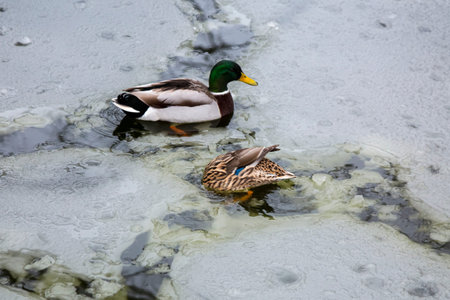 Male and female mallard ducks playing, floating and squawking in winter ice frozen city park pond...