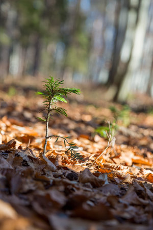 Lonely small pine tree in the forest. Beautiful winter evening and cold frosty winter sunset....