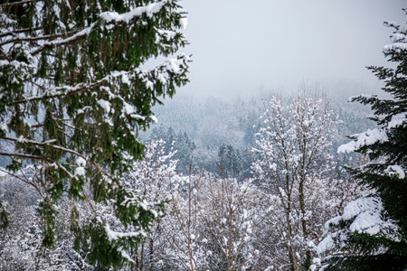 Close-up of Winter pine tree branches covered with snow. Frozen tree branch in winter forest.の写真素材