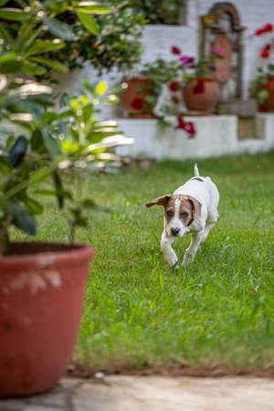 Young Jack Russell Terrier outdoors looking up.の写真素材