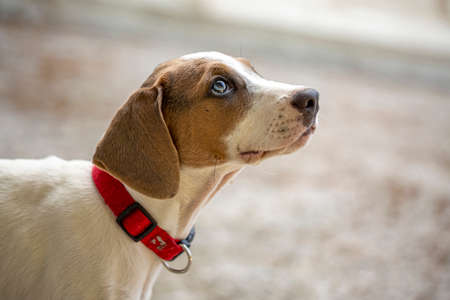 Young Jack Russell Terrier outdoors looking up.の写真素材