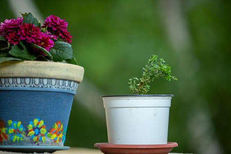 Outdoor flower pots for small garden, patio or terrace, close up.の写真素材