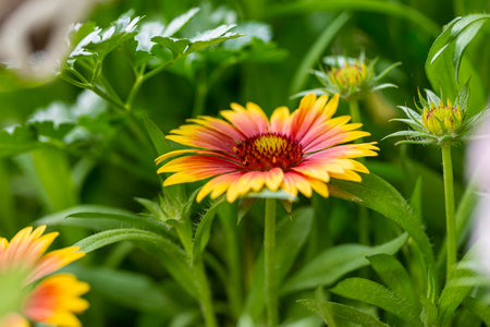 orange flowers in the garden, sun, bright flowerbed, beautiful bouquet, summer mood.の写真素材